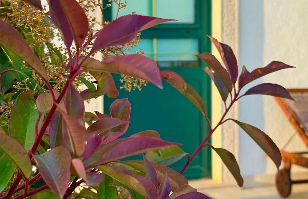 Holiday Home Oliva-1