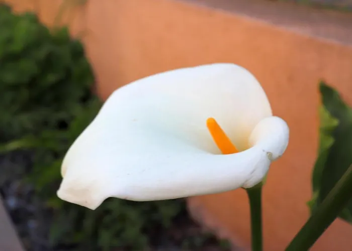 Rooms Zvonimir Stobrec