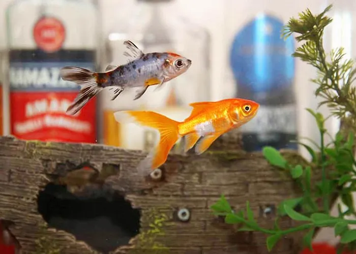 Split Vacation Rentals